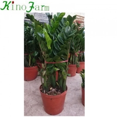 Indoor Plant Zamioculcas Zamiifolia Engl