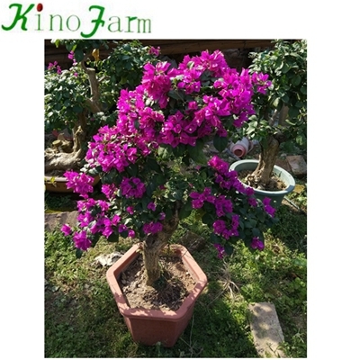 flowering bougainvillea for decoration