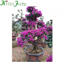 Living Outdoor Bonsai Bougainvillea Plant Kinofarm