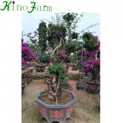 bougainvillea tree for sale