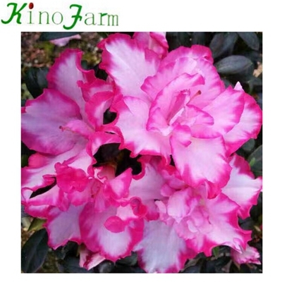 Natural Indoor rhododendron plant