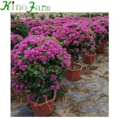 large bougainvillea plants for sale