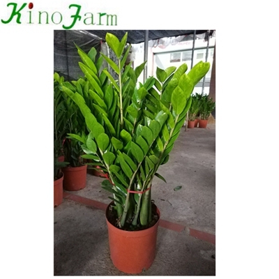 Zamioculcas Zamiifolia Plant