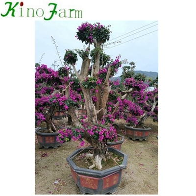 Outdoor Plant Bougainvillea