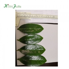 Zamioculcas leaves,plant leaves,