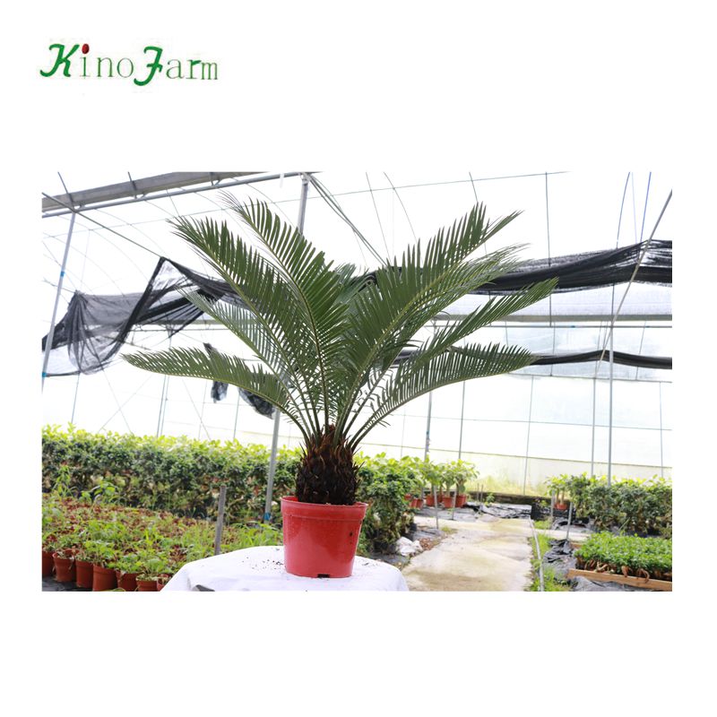 Hotsale Cycas revoluta