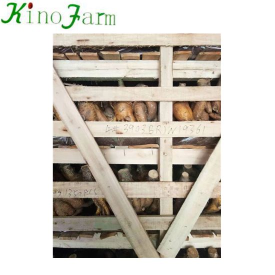 Ceramic pot and Ficus Ginseng roots Ship To USA and South Africa On Sept. 29th 2019