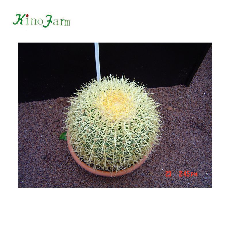 Golden Barrel Cactus Export to Europe