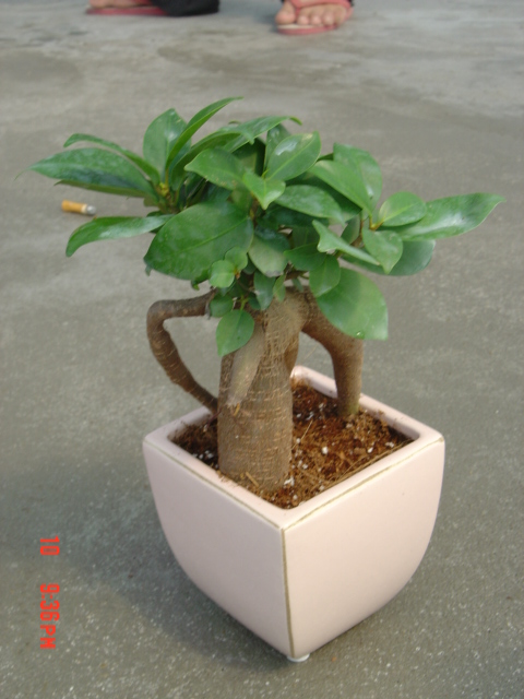 Ficus Bonsai make your garden green