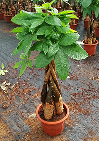 Money tree money home --- Pachira Plants